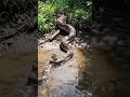 Amazing The Snake Anaconda Snake Wildlife Python Anaconda Crocodile Giant Snakevideo Amazon mp3