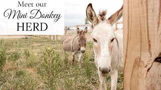 Meet our Pet Mini Donkeys