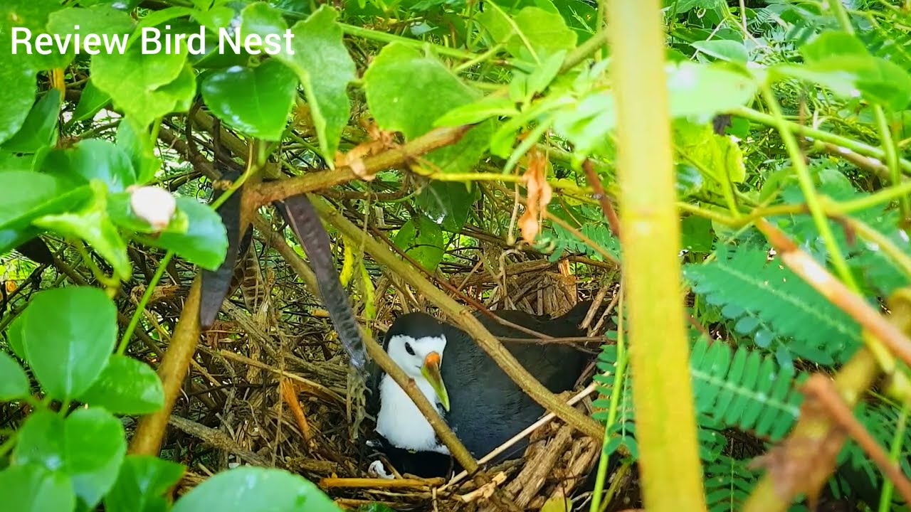 White-breasted waterhen Birds [ Review Bird Nest ]