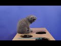 5 Minutes Kittens -British Shorthair playing - 4K