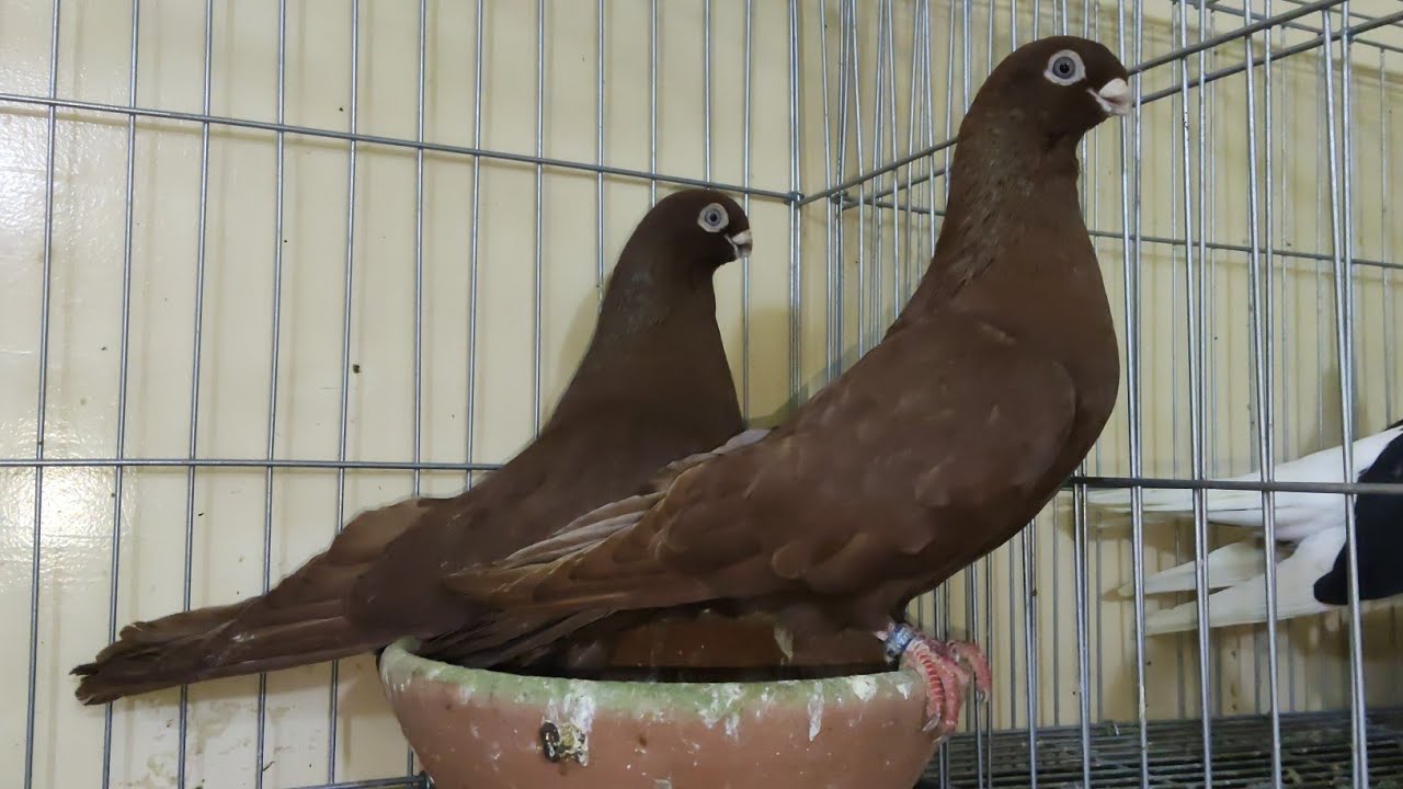 موجود مجموعه حمام غزار 😱 و كينج و شقلباظات و زاجل 🏆 عند اخويا احمد خلف 01026759397