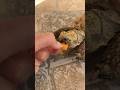 🐢 🎃 Challange! 😍 #tortugas #tortoiselove #tortoise #turtle