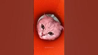 Oh no 😺🤣💥💫 #shorts #cute #cats p04