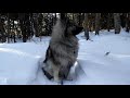 Keeshond barking (different levels) の動画、YouTube動画。