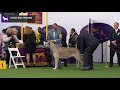 Irish Wolfhounds | Breed Judging 2020