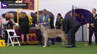 Irish Wolfhounds | Breed Judging 2020