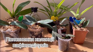 Нові «черевички» та кілька слів про пересадку та догляд за новиночками.