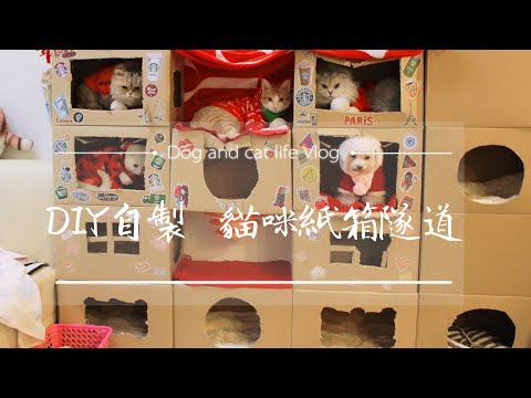 愛貓也愛狗 Vlog影片日記｜DIY自製貓咪玩具｜紙箱城堡｜紙箱隧道｜洞洞屋｜省錢大作戰｜環保利用｜