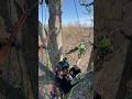 50 student climbers in one big oak tree