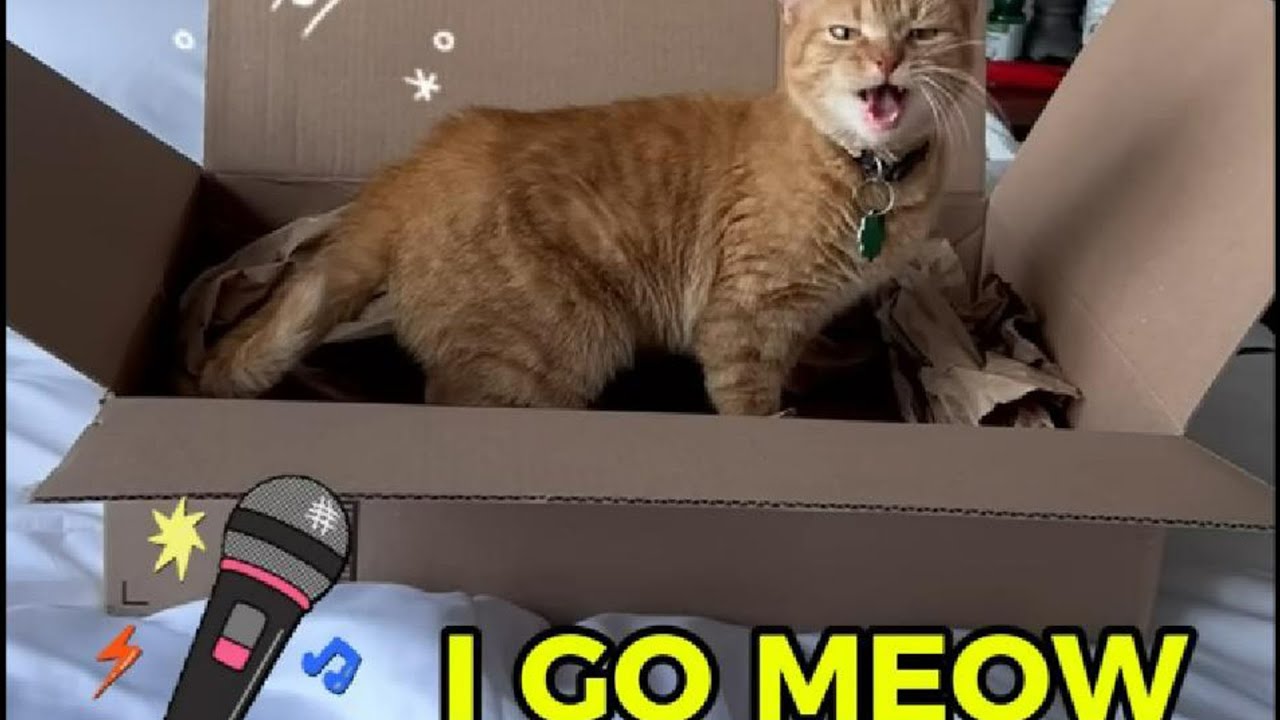 When Cats Talk Back Like Humans 😹🗣️