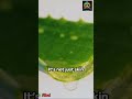 "Aloe Vera Magic: Transforming Health and Beauty Naturally! ✨🌿 #Shorts"