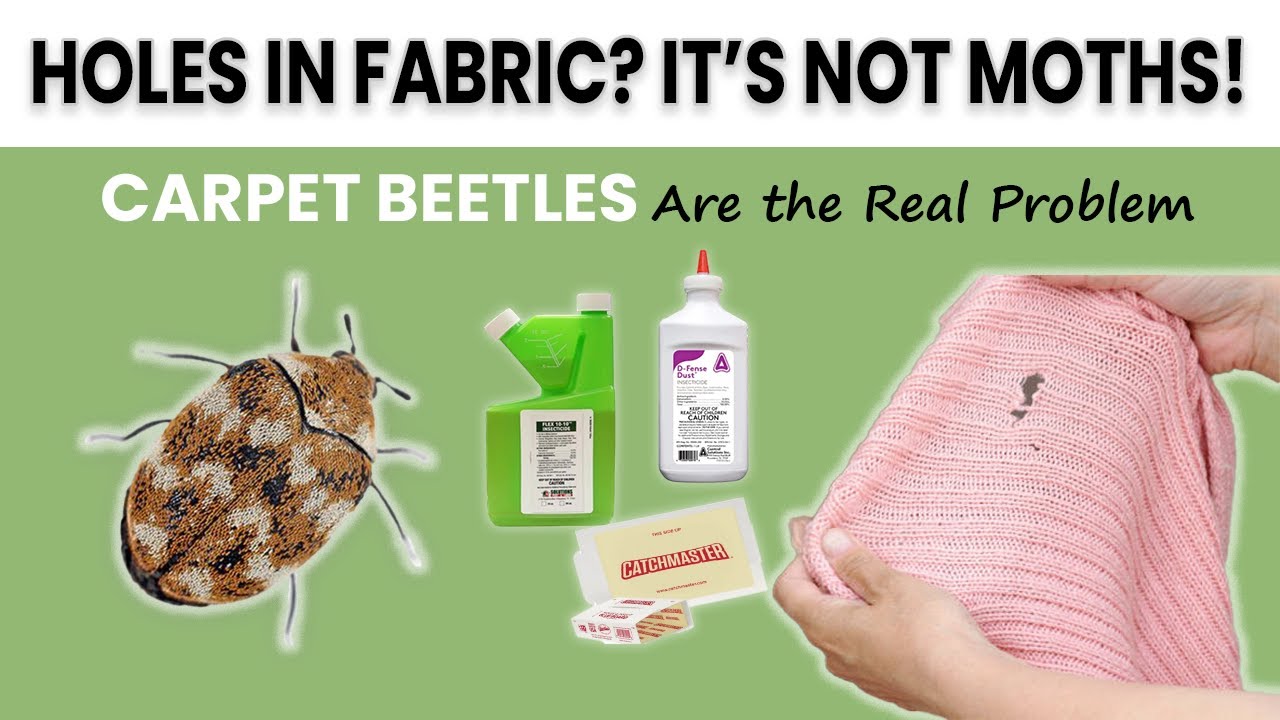 How to Get Rid of Carpet Beetles | Step-by-Step DIY Pest Control Guide