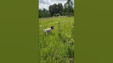 Layla - Steady On Point and Flush  07 16 23