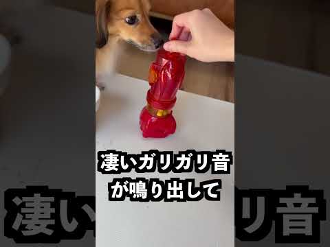 チワックスこたろうのヘソ天 最新動画 プラごみと言われるグルメスパイザーが想像以上だった！