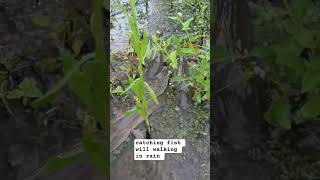 catching fish will walking in the rain #catchingfish #trendingshorts #countryside #shortviral