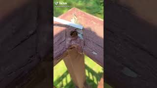 Download Lagu hoe ik erachter kwam dat onze huisinspectie ondermaats was #homereno #oldhouse #renotok #inspection #renovation MP3 Download Lagu hoe ik erachter kwam dat onze huisinspectie ondermaats was #homereno #oldhouse #renotok #inspection #renovation MP3