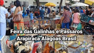 Voltei a Feira das Galinhas e Pássaros Arapiraca Alagoas Brasil