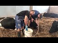 Pretty Girl Axe Cutting Tree, Cow Milking, Milk Feeding, Smart Dairy Farming Hay Transportation​