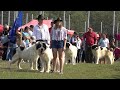 Prezentarea Ciobanescului de Bucovina   Satu Mare, Bucovina 22 August 2021