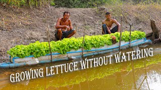 Building a Small Floating Farm to Grow Lettuce Without Watering, High Productivity - Farm Channel