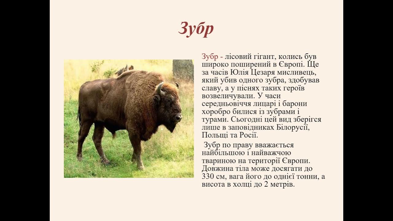 зубр размеры. самый крупный зубр. отличие бизона от зубра. зубр размеры. зубр и бизон.
