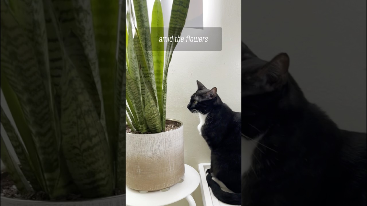 My Cat's Daydreaming 