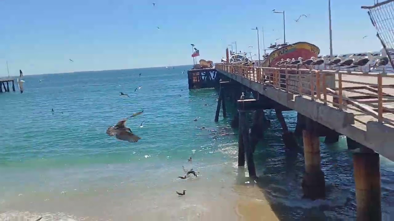 CHILENOS amigos cuiden su fauna y su flora es HERMOSA 