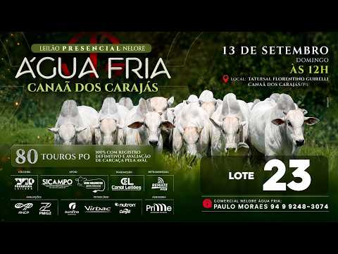 LOTE 23