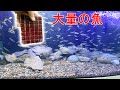 【180センチ日淡水槽】腹ペコな大量の川魚にアカムシ1枚まるごと入れてみた結果・・・・