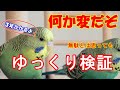【ゆっくりと検証】どうしてこうなったの? 日本のジャンボセキセイ...