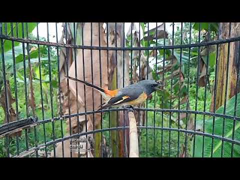 Suara Burung Mantenan Kecil Gacor