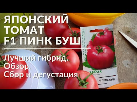 Video: Tomato Pink Bush F1: recenze, fotografie keře, popis, výnos, výhody a nevýhody odrůdy