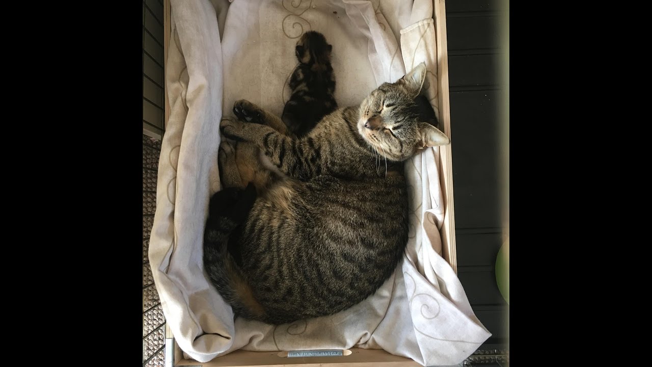 Beenafish Kitty Live Stream - 10 days old