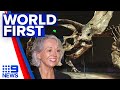 World’s most complete triceratops fossil on display in Melbourne | 9 News Australia