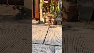 เล่นด้วยได้ไหม