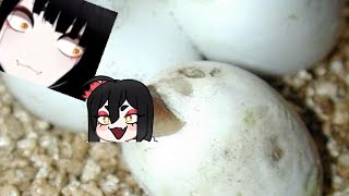 Saa & Chat's Snekling