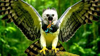 JUNGLE FORCE | Superpowered Creatures of the Amazon