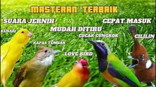 MASTERAN SADIS UNTUK MURAI BATU DAN BURUNG KICAU LAINYA