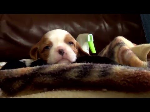 Video: Kaip Maitinti Savo Spanielio šuniuką