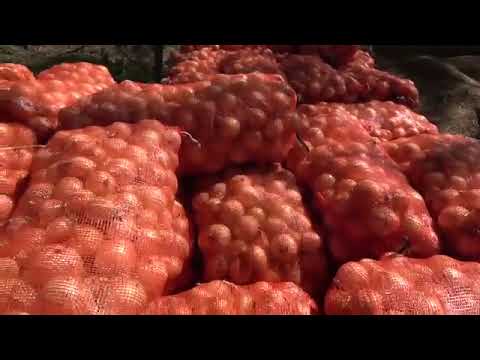 PRODUCTORES DE COCLÉ VENDERÁN CEBOLLA AL IMA