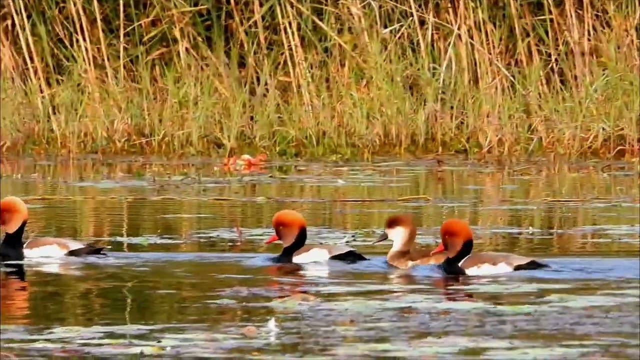 Migratory birds in North Bengal...