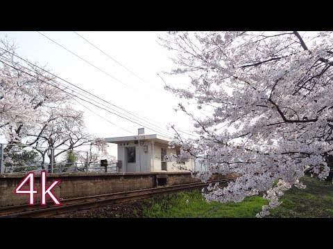 大岩駅と桜 '18　岩美町往来