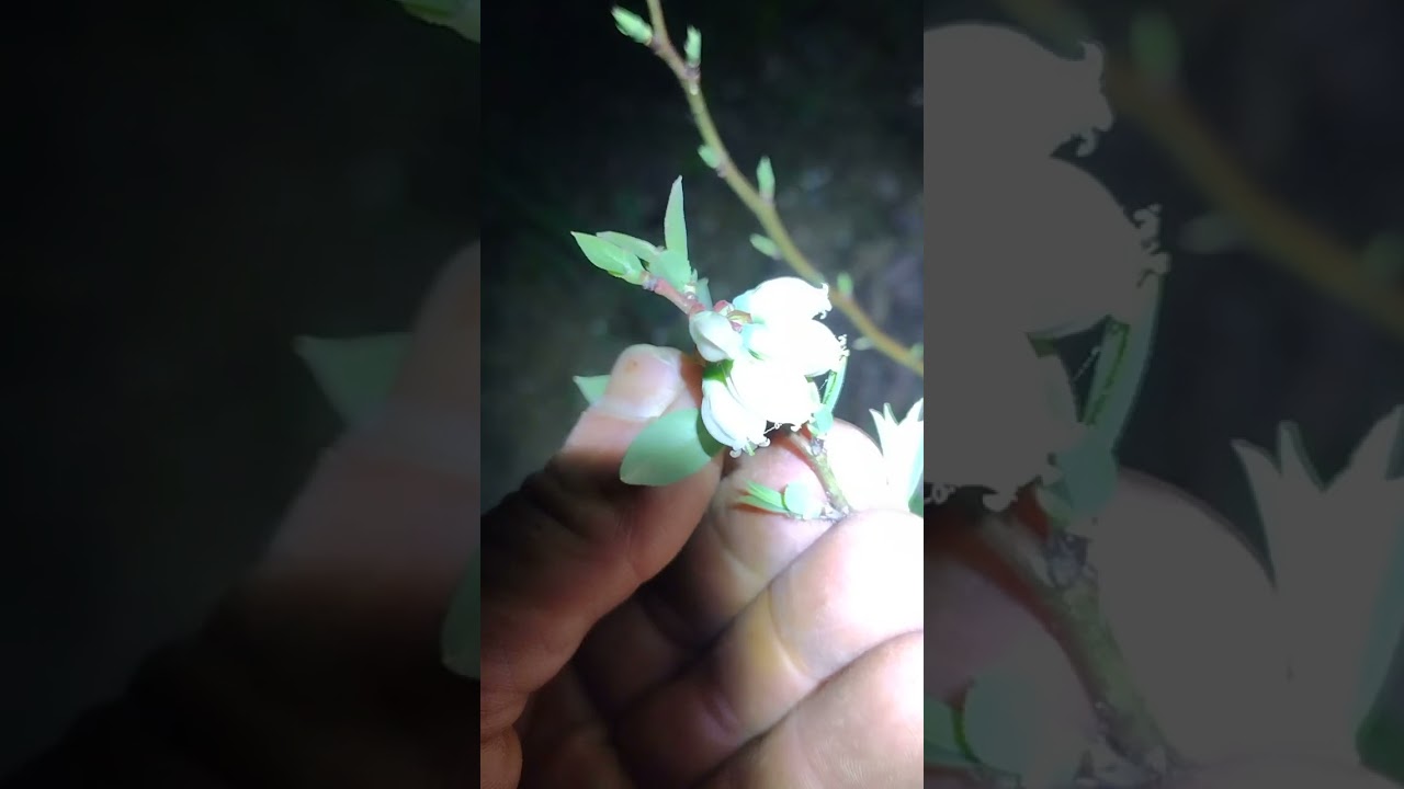 Pinching off young blueberry flowers to enhance plant growth