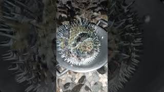 Download Lagu Pupper fish pagka cute ey #fishing #seafood #shorts MP3