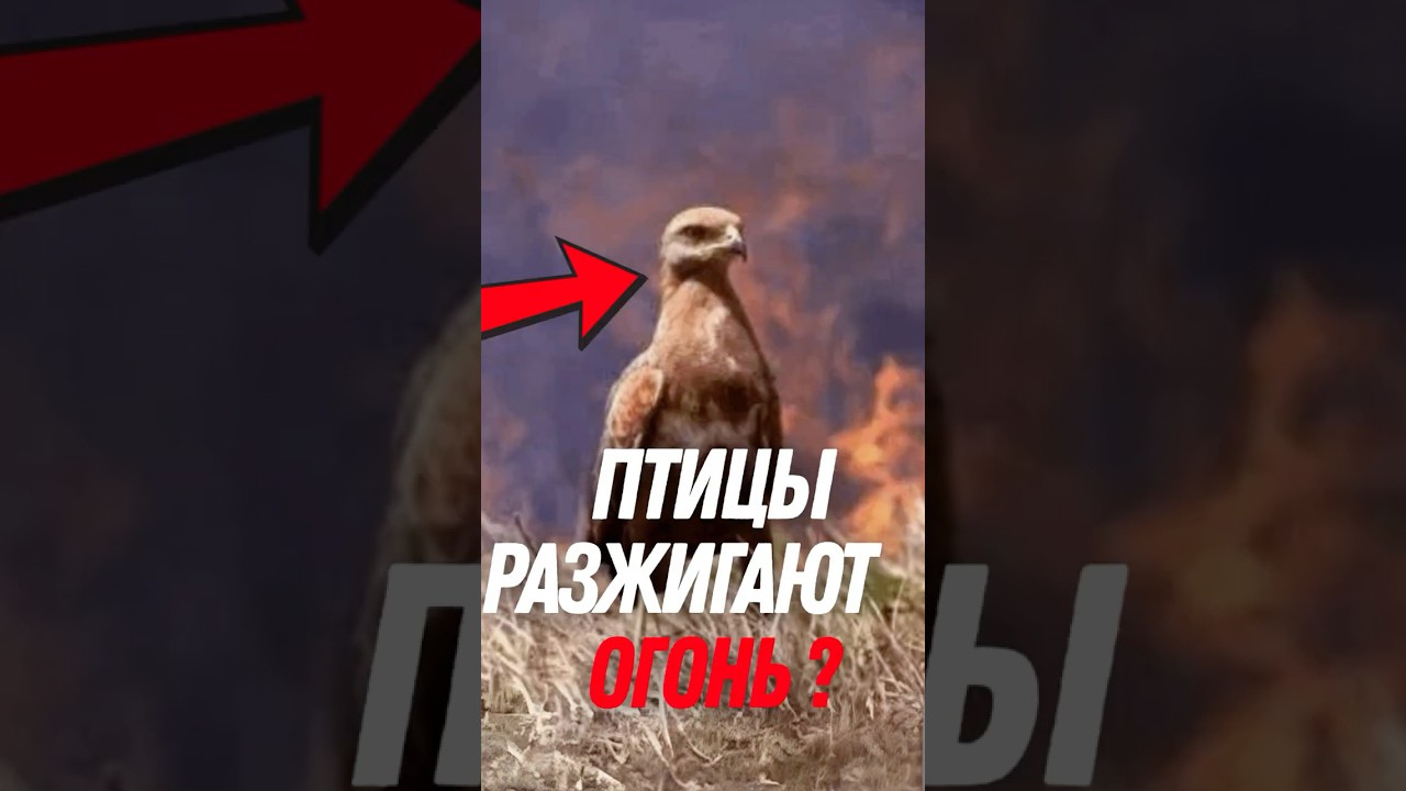 🦅 Эти птицы намеренно РАЗЖИГАЮТ огонь!