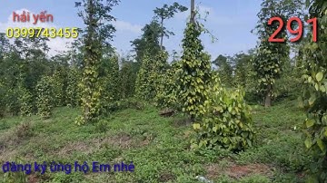 bán đất Đăk nông. 130m đường nhựa giá 20tr 1 m nhé cách ql14a 1cây5.DT1ha6 Zalo 0399743455