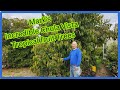 California rare tropical fruit tree garden