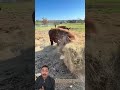 Cow Breaks Its Own Food Bale – Smart Farming Trick! #shortsfeed #shorts #trending