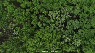 Trees Blowing - Southampton Hamptons, Long Island Aerial Drone Weather 5/30/20 screenshot 3