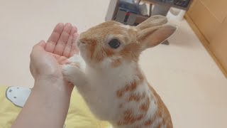 Rabbits that give you healing